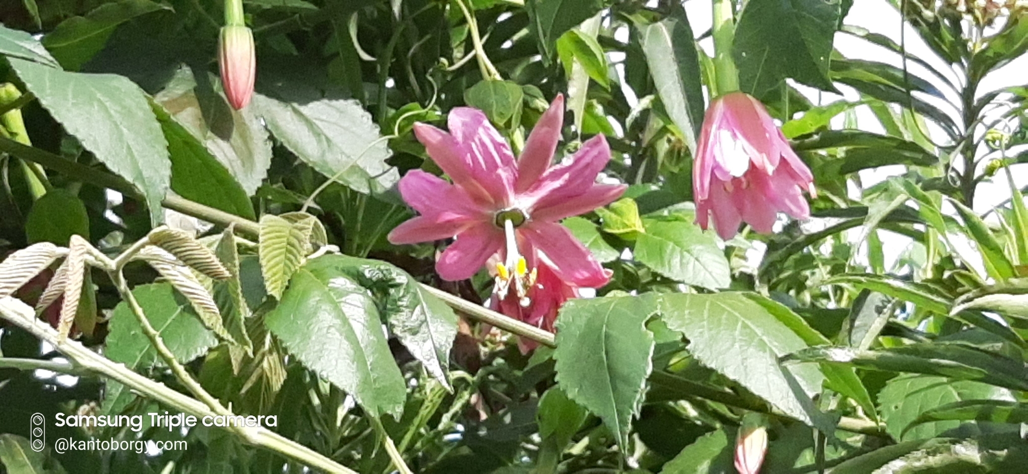 Passiflora tripartita image