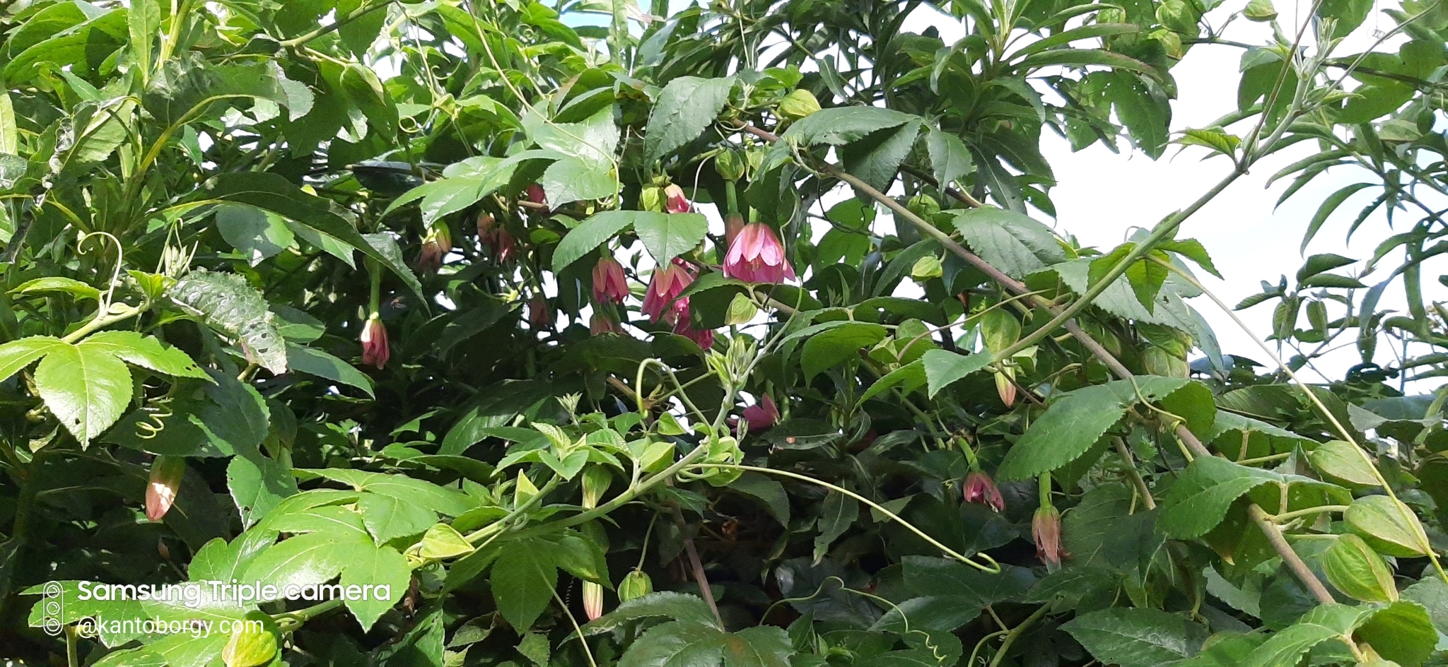 Passiflora tripartita image