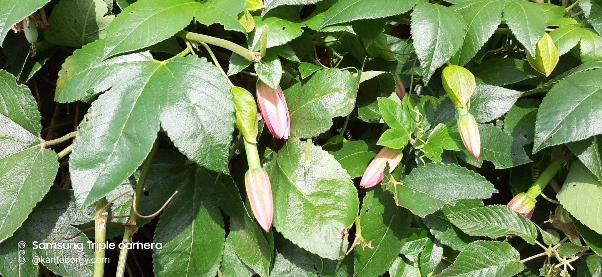 Passiflora tripartita image