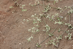 Alternanthera halimifolia