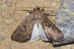 Protorthodes alfkenii