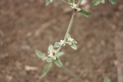 Alternanthera halimifolia
