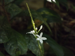 Angiospermae