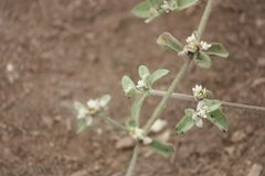 Alternanthera halimifolia