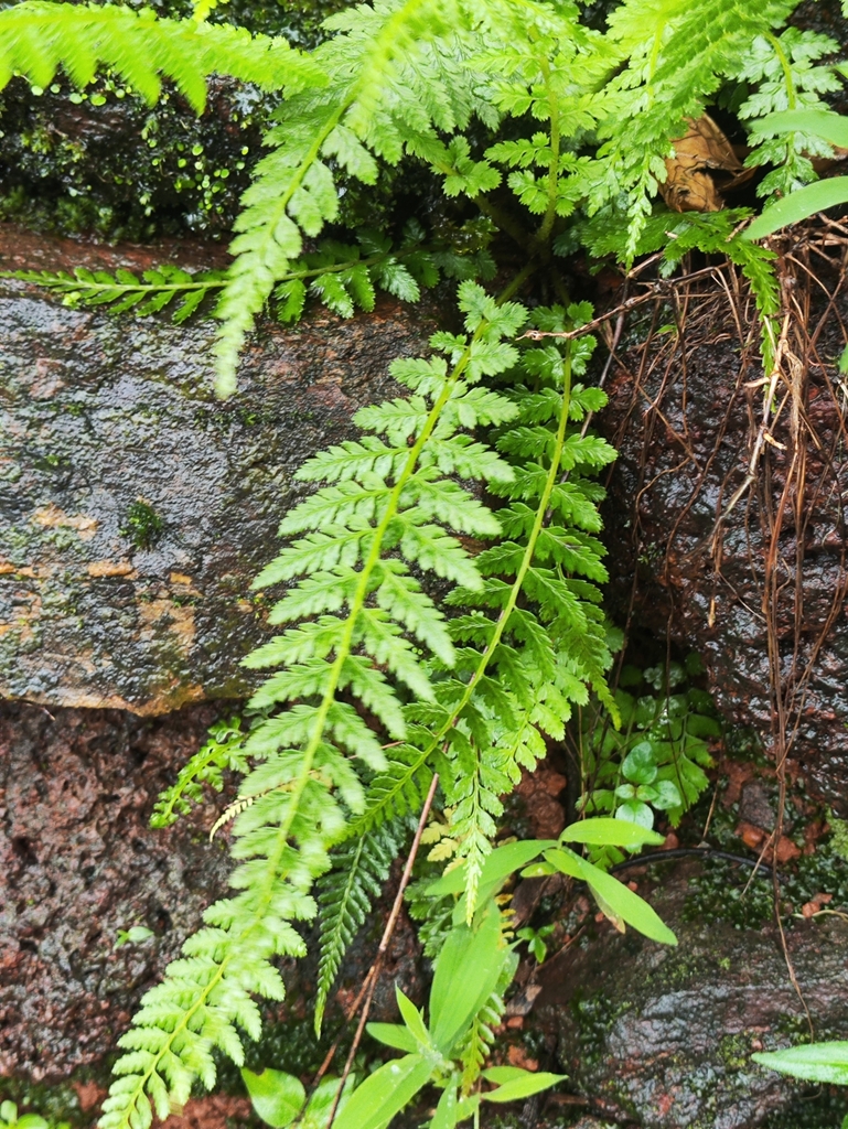 Athyrium hohenackerianum