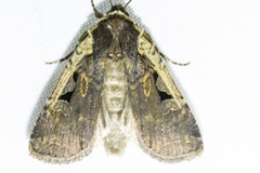 Parabagrotis formalis