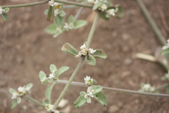 Alternanthera halimifolia