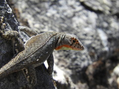 Microlophus koepckeorum