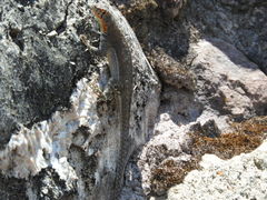 Microlophus koepckeorum