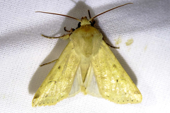 Dichagyris variabilis