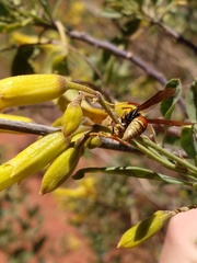 Polistes buyssoni