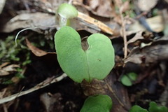 Corybas trilobus
