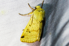 Dichagyris variabilis