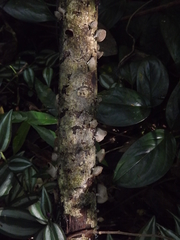 Fungi
