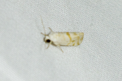 Ponometia hutsoni