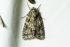 Acronicta marmorata