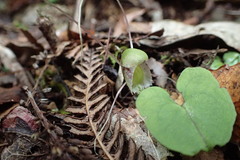 Corybas trilobus