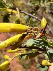 Polistes buyssoni