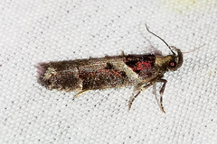 Pseudochelaria scabrella