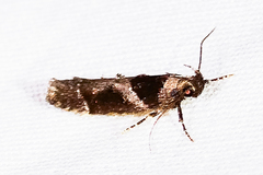 Pseudochelaria scabrella