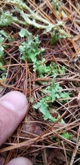 Cladonia turgida