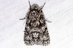 Acronicta marmorata