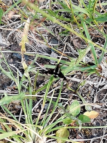 Hemipenthes maura