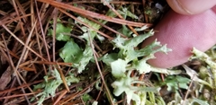 Cladonia turgida
