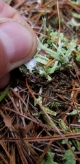 Cladonia turgida