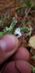 Cladonia turgida