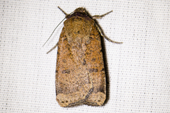 Abagrotis trigona
