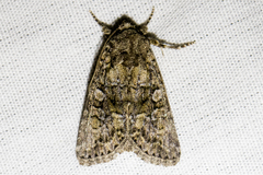 Lacinipolia circumcincta