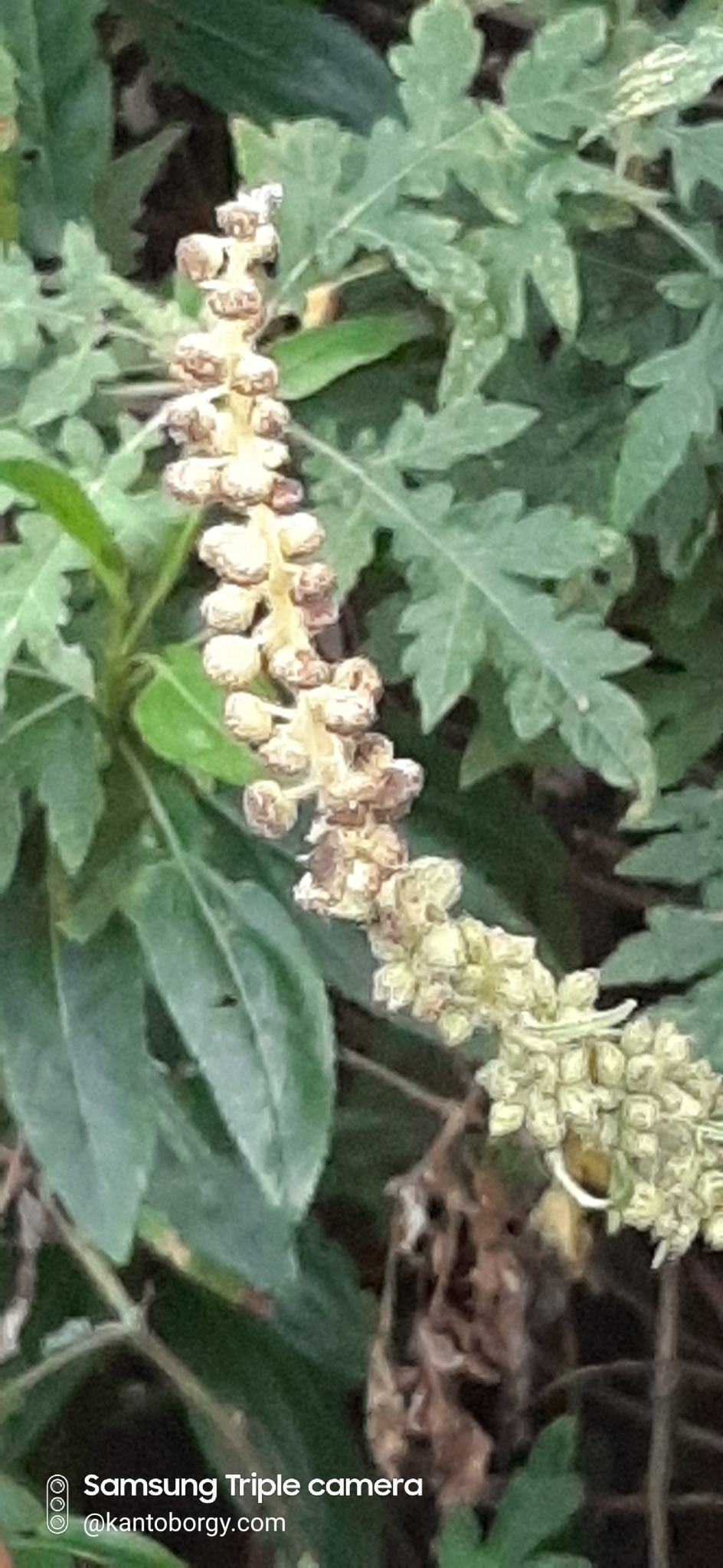 Ambrosia arborescens image