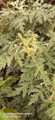Ambrosia arborescens