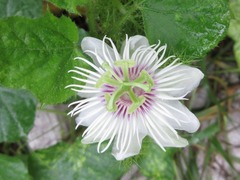 Passiflora foetida