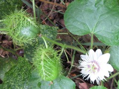 Passiflora foetida