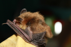 Myotis auriculus