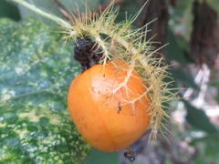 Passiflora foetida