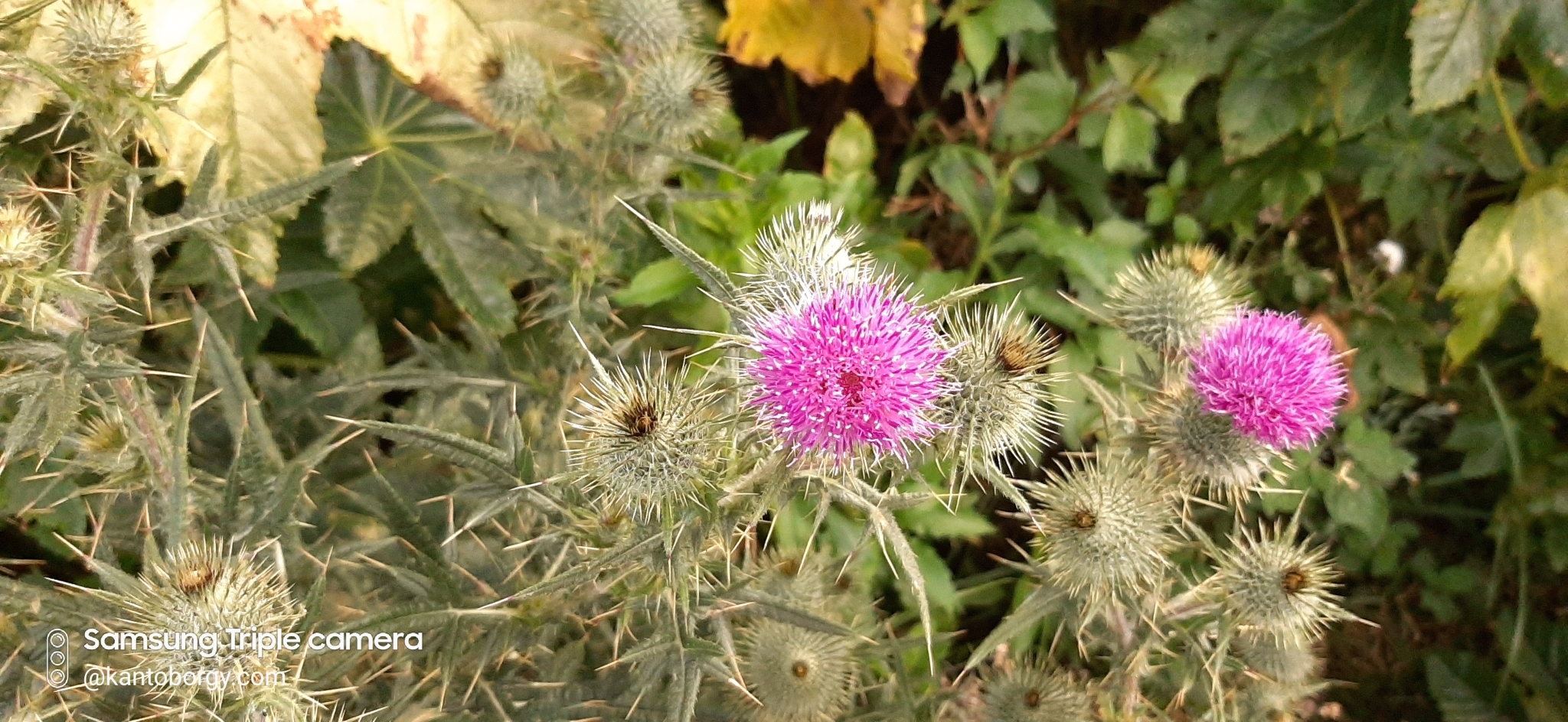 Cirsium image