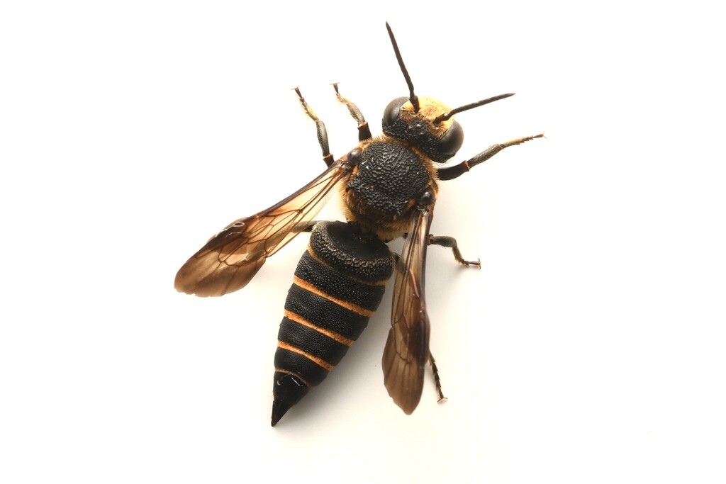 Coelioxys yanonis