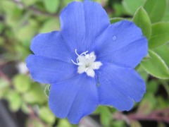 Evolvulus glomeratus