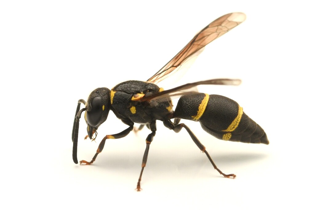 Allodynerus mandschuricus