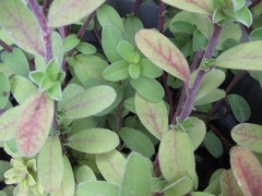 Evolvulus glomeratus