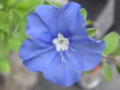 Evolvulus glomeratus