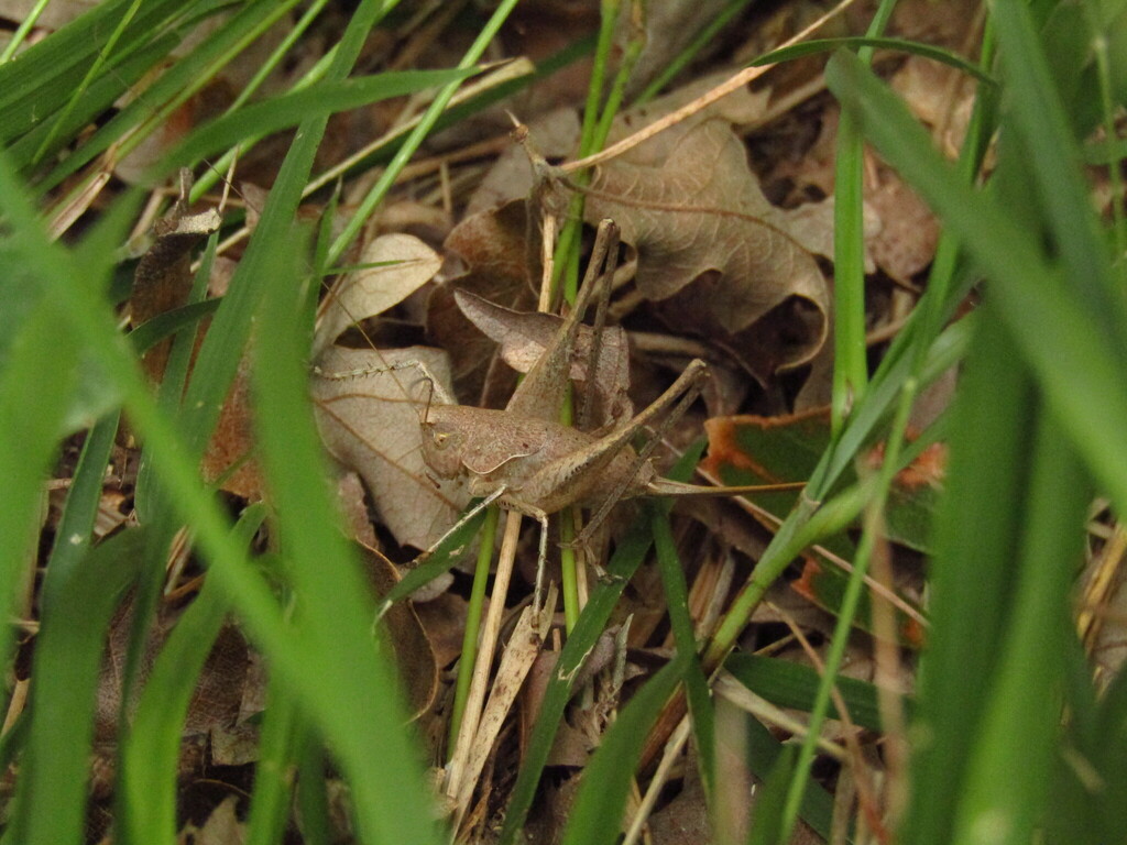 Adriatic Bush-cricket