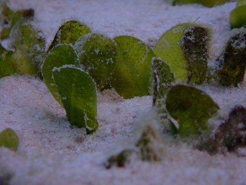 Halophila ovalis observed 2025-08-01