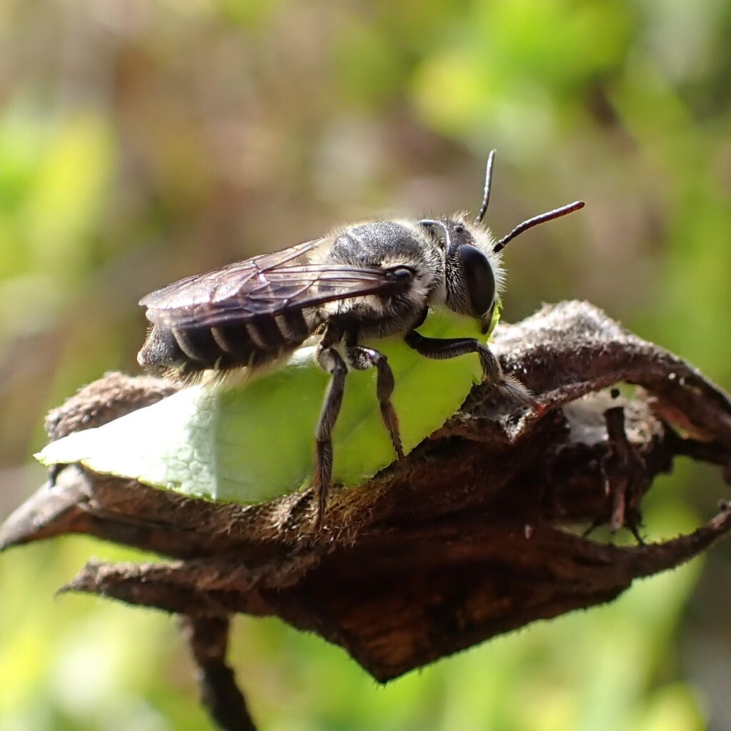 Megachile seychellensis