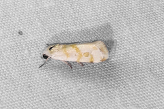 Ponometia hutsoni