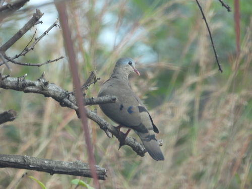 Blue-spotted Wood-Dove