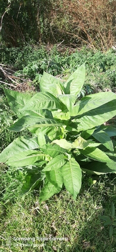 Nicotiana tabacum image